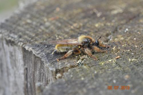 Laphria flava