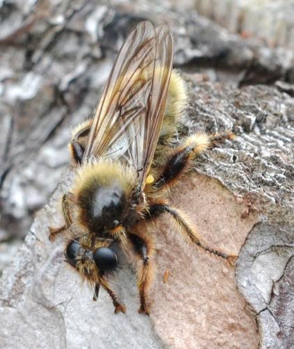 Réf. 105 055 : Laphria flava