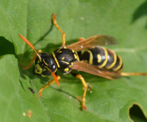 Polistes dominula
