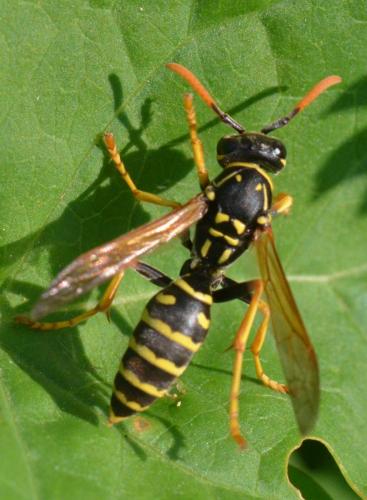 Polistes dominula