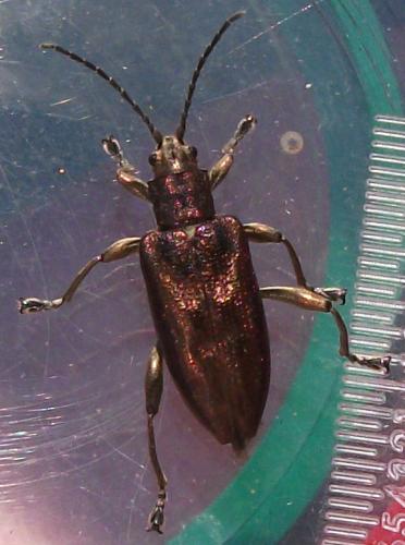 Réf. 105 341 : Donacia marginata