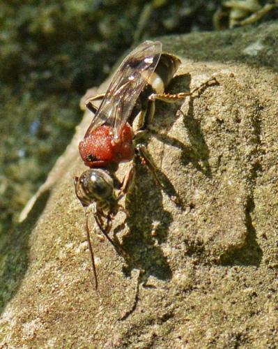 Oryttus concinnus