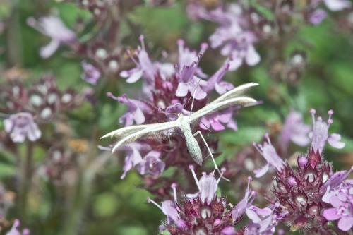 Réf. 105 424 : Merrifieldia sp.