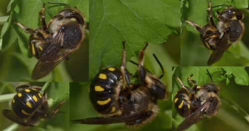 Anthidium septemspinosum