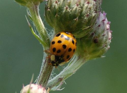 Harmonia axyridis
