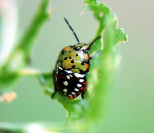 Nezara viridula