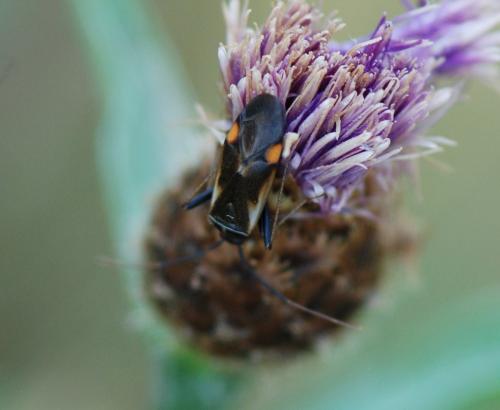 Réf. 105 256 : Adelphocoris seticornis