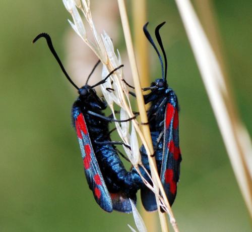 Réf. 105 249 : Zygaena filipendulae