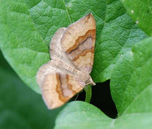 Réf. 105 419 : Scotopteryx chenopodiata