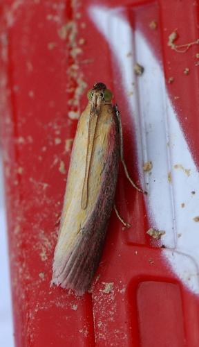 Oncocera semirubella