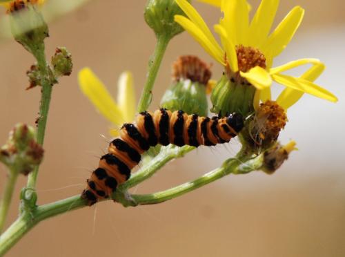 Réf. 105 497 : Tyria jacobaeae