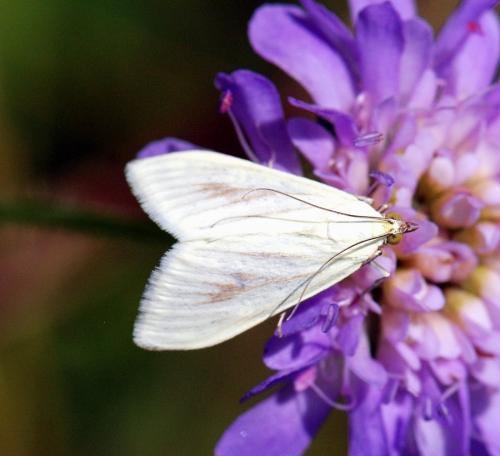 Réf. 105 692 : Sitochroa palealis