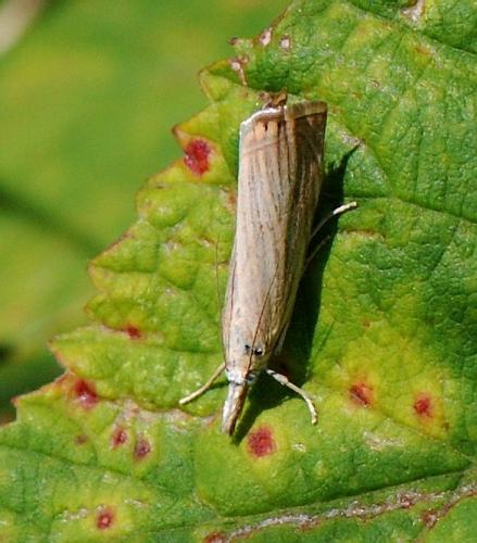 Réf. 105 744 : Chrysoteuchia culmella