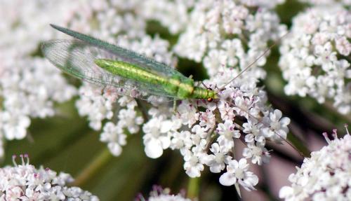 Chrysoperla sp.