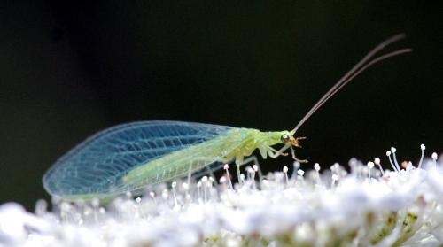 Chrysoperla sp.