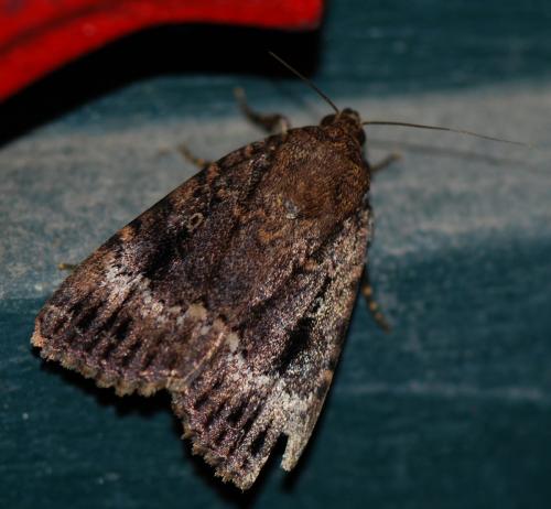 Amphipyra pyramidea