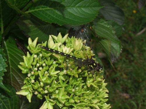 Réf. 105 781 : Neopetalia punctata