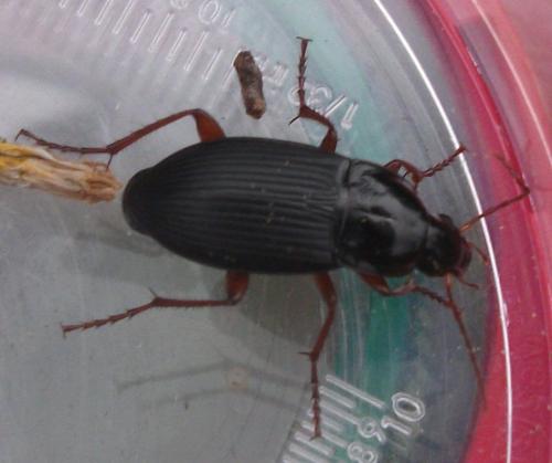 Calathus fuscipes