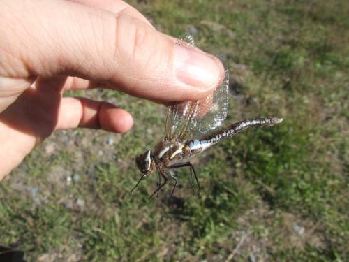 Rhionaeschna diffinis