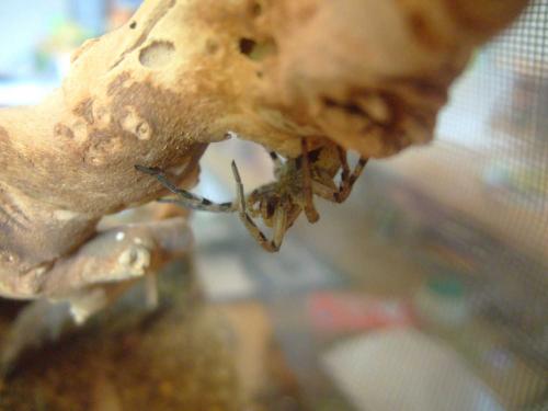 Lycosa tarantula
