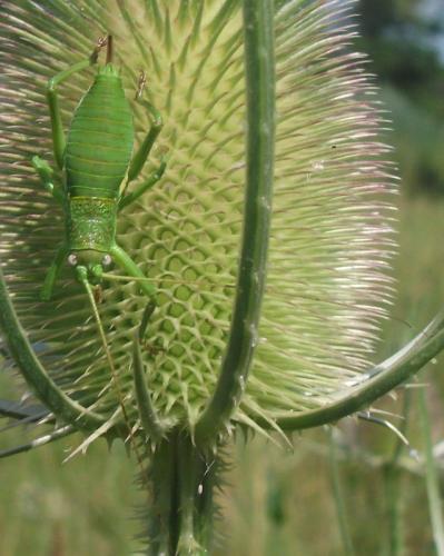 Uromenus rugosicollis