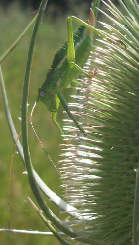 Uromenus rugosicollis