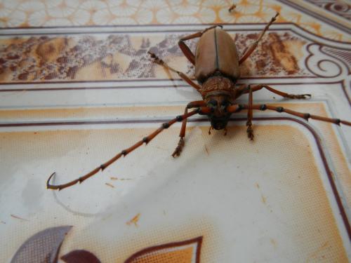 Neoplocaederus sp.