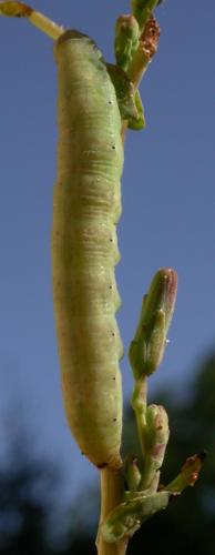 Réf. 105 030 : Hecatera dysodea