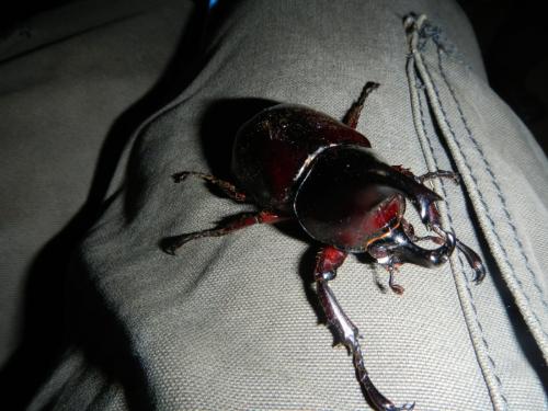 Réf. 105 688 : Xylotrupes gideon