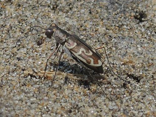 Cylindera trisignata