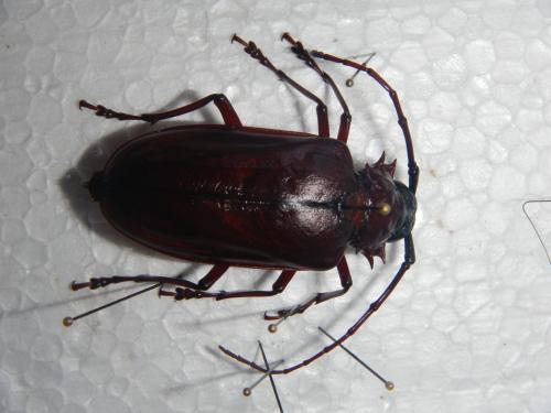 Prionomma sp.