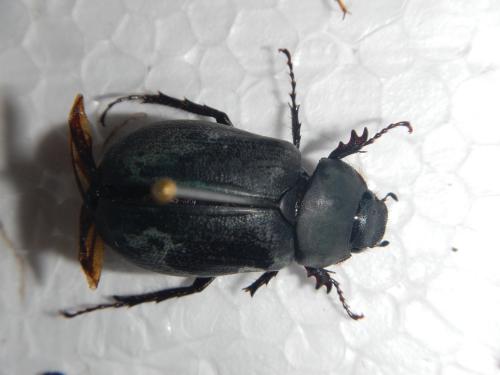 Holotrichia sp.
