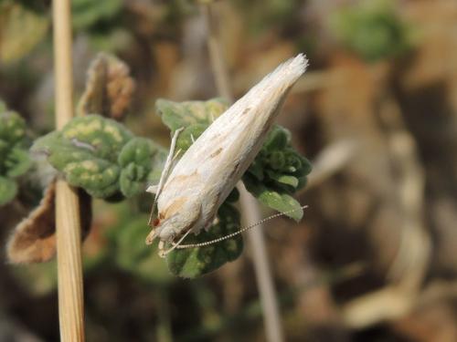 Réf. 105 784 : Stomopteryx detersella