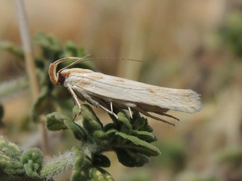 Réf. 105 732 : Stomopteryx detersella