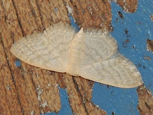 Réf. 105 621 : Idaea subsericeata