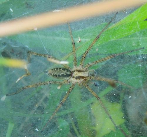 Agelena labyrinthica