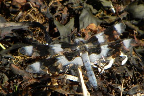 Réf. 105 886 : Libellula forensis
