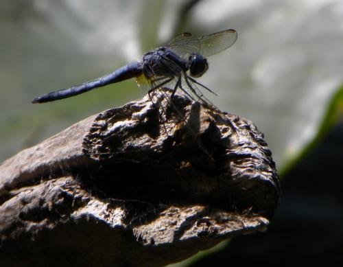 Pachydiplax longipennis