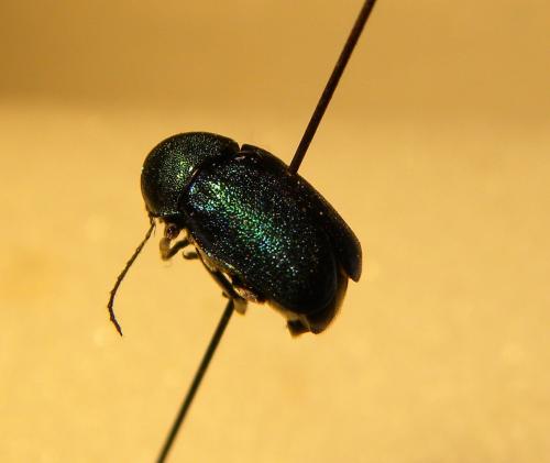 Cryptocephalus sp.