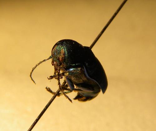 Cryptocephalus sp.
