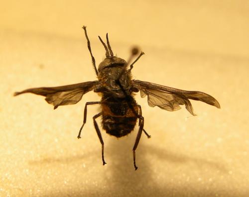 Chrysops sp.