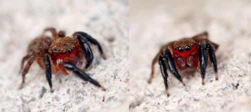 Réf. 105 918 : Euophrys rufibarbis