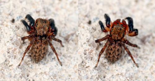 Réf. 105 919 : Euophrys rufibarbis