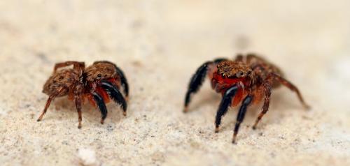 Réf. 105 920 : Euophrys rufibarbis