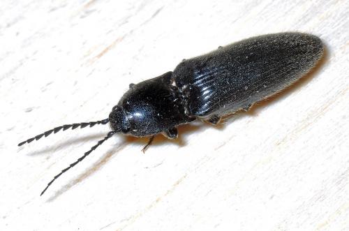 Réf. 105 065 : Hemicrepidius sp.