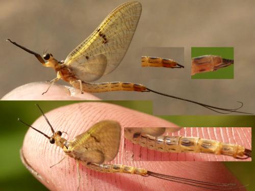 Ephemera lineata