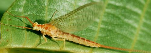 Potamanthus luteus