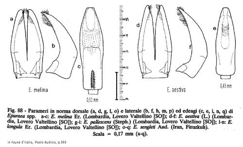 Epuraea divers