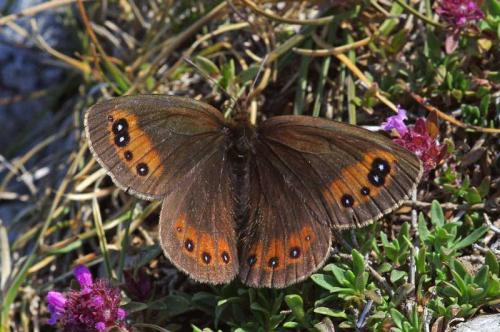 Erebia meolans