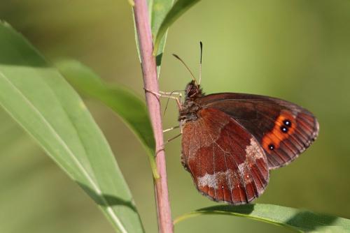Erebia aethiops